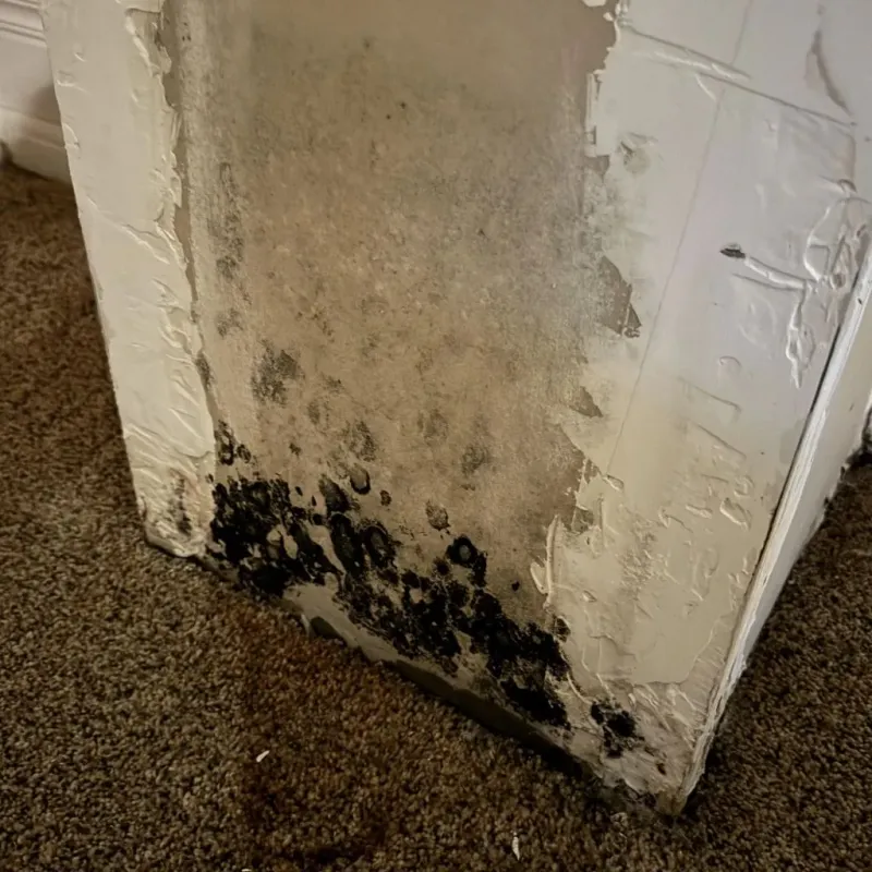 Professional Mold Removal in Toms River, NJ